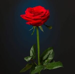 Meet your Posher, Francita